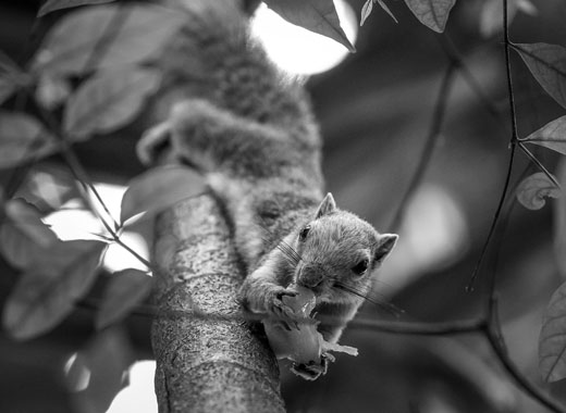 云呼免费网络电话