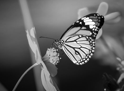 电话轰在线轰炸