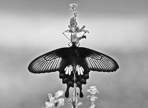 电话轰在线轰炸